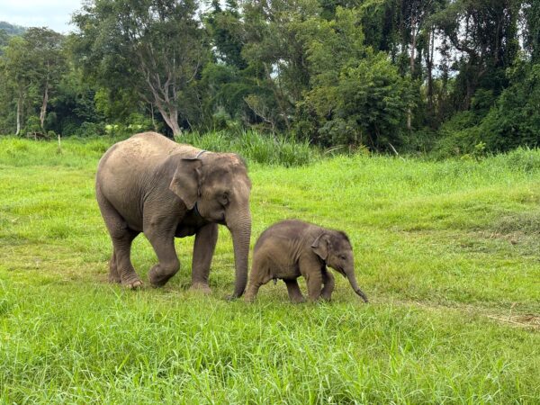 Mother,Elephant,And,Elephant,Calf,Walking,On,The,Jungle,In