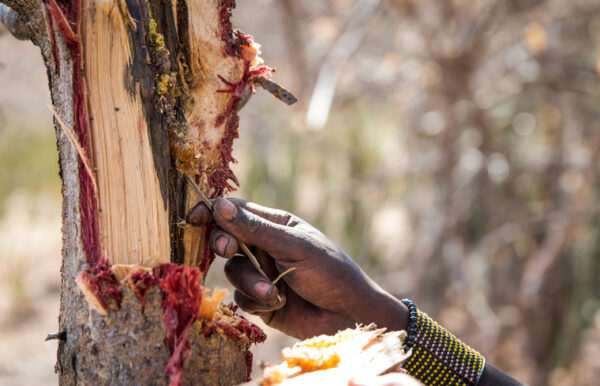 Hadzabe,Man,Picking,Honey,Out,Of,A,Tree