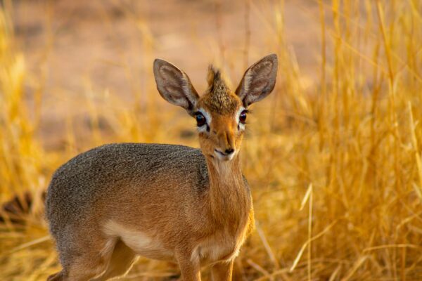 Damara,Dik,Dik,(the,Smallest,Antelope),On,Savannah,On,A