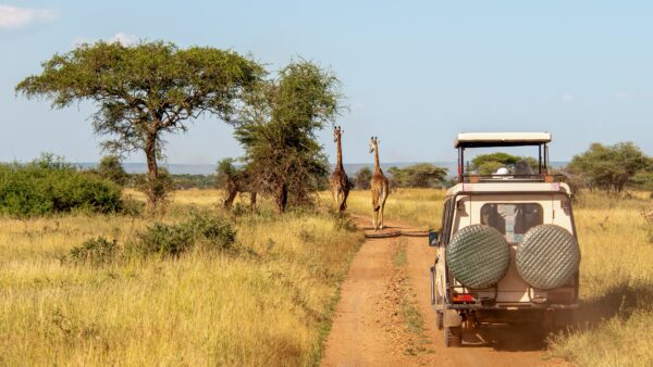 Giraffe,Watching,In,The,Serengeti