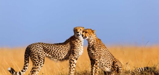 Rundreise Tansania & Kenia: Höhepunkte mit Sansibar 2026 | Erlebnisrundreisen.de