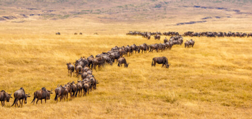 Rundreise Tansania : zur großen Tierwanderung 2026 | Erlebnisrundreisen.de
