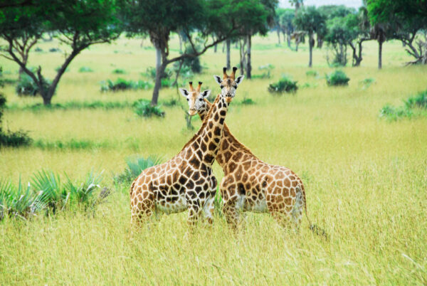 Rothschild,Giraffes,,Murchison,Falls,National,Park,(uganda)