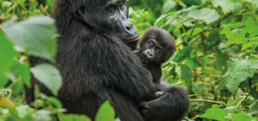 Rundreise Uganda: Höhepunkte 2026 | Erlebnisrundreisen.de
