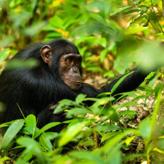 Rundreise Uganda & Kenia : Höhepunkte 2026 | Erlebnisrundreisen.de