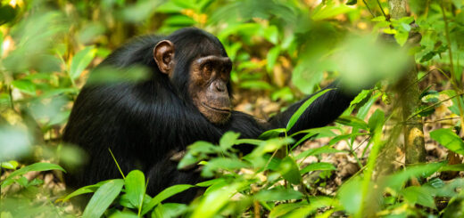Rundreise Uganda & Kenia : Höhepunkte 2026 | Erlebnisrundreisen.de