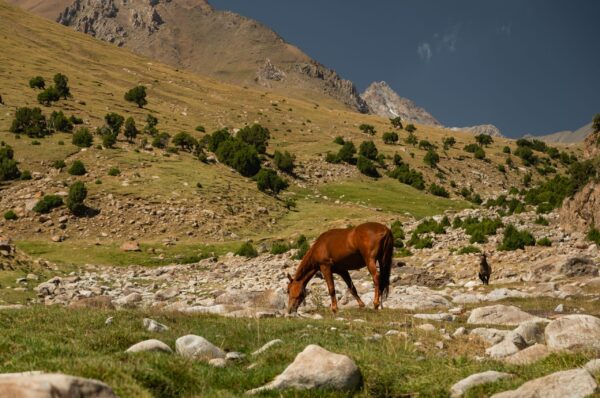 Vast,Mountain,Pastures,In,The,Turkestan,Range,Of,Kyrgyzstan.