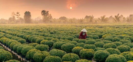 Rundreise Vietnam: Entspannt erleben 2026 | Erlebnisrundreisen.de