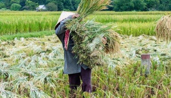 A,Woman,Is,Doing,Farm,Works,During,Harvest,Season,In
