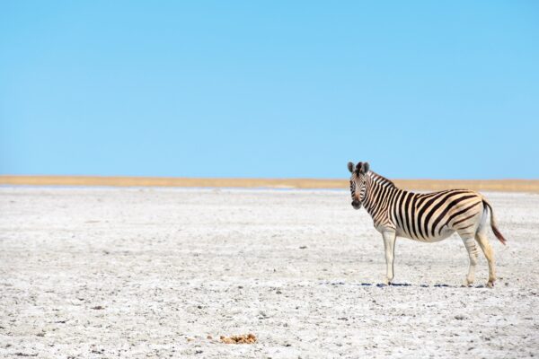 Gruppenreise Südafrika & Botswana: Höhepunkte mit Victoriafällen 2026 | Erlebnisrundreisen.de