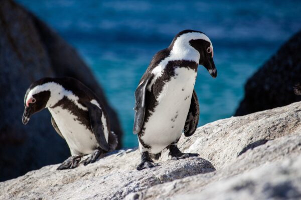 African,Penguins,Waddling,On,A,Boulder,At,The,Cape,Of