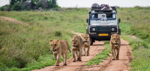 Rundreise Südafrika: Entspannt erleben 2026 | Erlebnisrundreisen.de