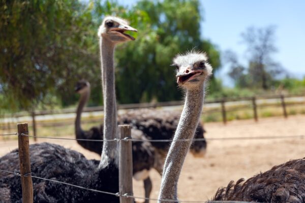 Grown-up,Ostrich,Chicks,Live,In,A,Separate,Enclosure,From,The
