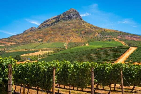 A,Ripening,Vineyard,In,The,Stellenbosch,Region,In,The,Western