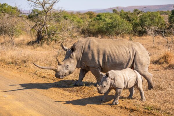 White,Rhinoceros,With,A,Calf,(ceratotherium,Simum),,Hluhluwe,,Imfolozi