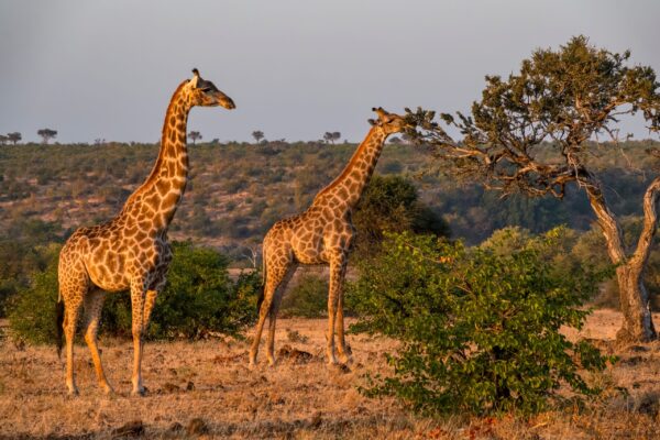 Gruppenreise Südafrika | Erlebnisrundreisen.de