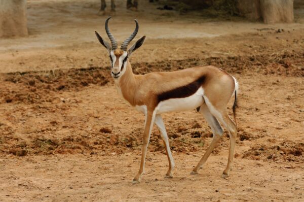 Impala,Antelope,Grazing,In,The,Savannah,Of,Kruger,National,Park