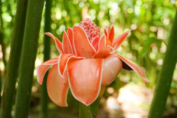 Karibische Fackelblüte auf der Kakaoplantage El Sendero del Cacao, Dominikanische Repuplik
