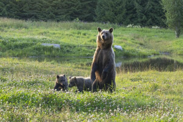 Bären im Alutaguse Nationalpark in Estland