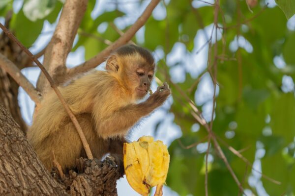 Capuchin,Monkey,In,Tree,With,Banana,Skin,Looking,At,Hand