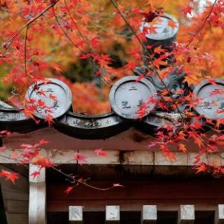 Erleben Sie Japan mit kultimer zu einer ganz besonderen Jahreszeit – wenn die Bäume in den Gärten von Tokio und Kyoto rot und golden leuchten und wir einen Abstecher in die Japanischen Alpen machen.