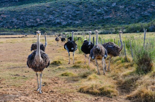 Gruppenreise Südafrika: Sternstunden mit Weinregion 2026 | Erlebnisrundreisen.de