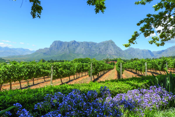 Grape,Wineland,Countryside,Landscape,Background,Of,Hills,With,Mountain,Backdrop