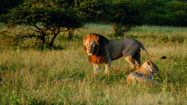 Witness,The,Beauty,Of,Two,Lions,In,The,Serene,Landscapes