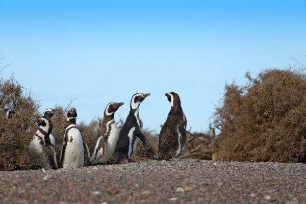 Magellanpinguine, Halbinsel Valdes