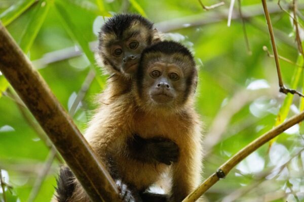 Zwei Guayana-Kapuzineraffen im Regenwald von Suriname