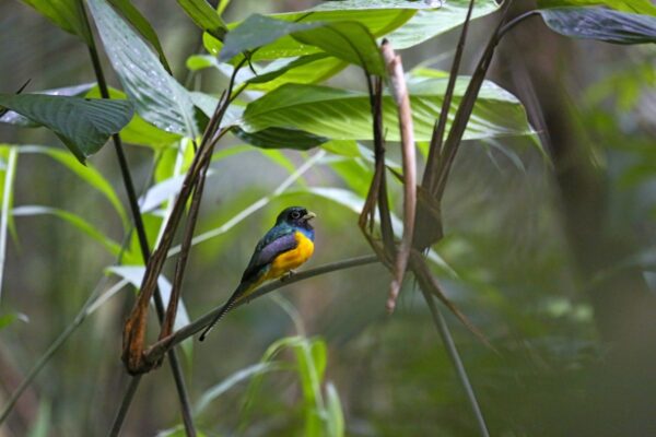 Farbenfrohe Tierwelt Guyanas