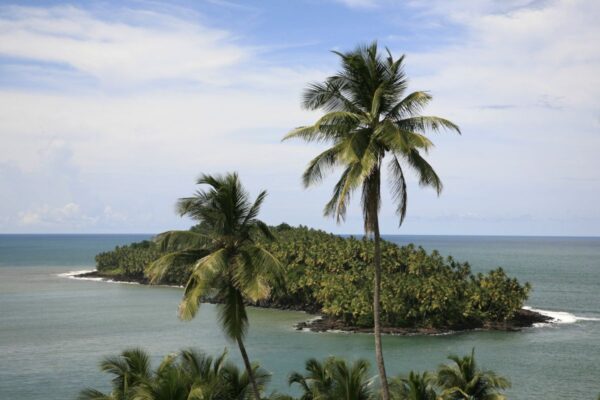 Palmeninsel vor der Küste von Guyana