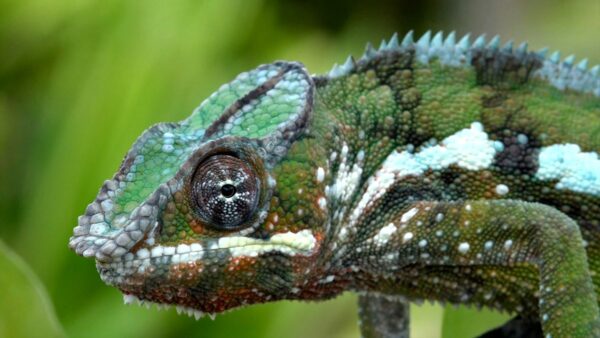 Pantherchamäleon (Furcifer pardalis)