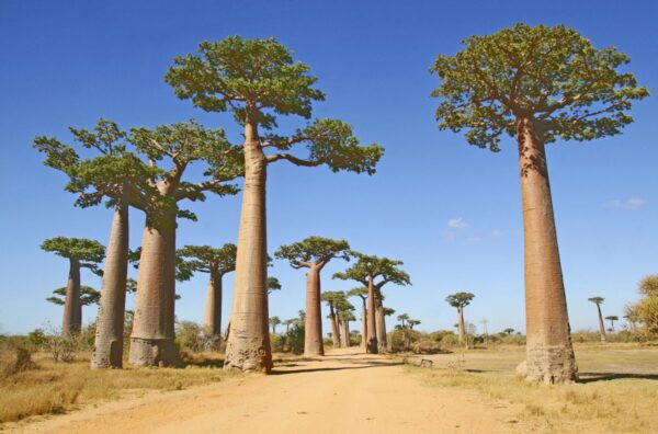 Baobab-Allee in Morondava