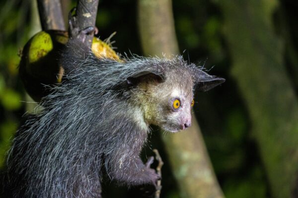 Aye-Aye Fingertier