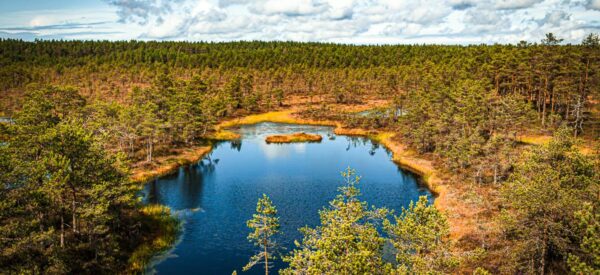 Moorlandschaft im Lahemaa-Nationalpark