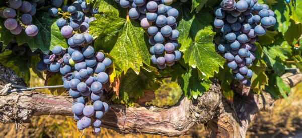Weinanbauin der Region La Rioja