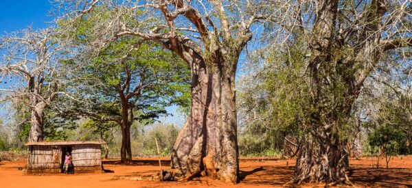 Hütte neben uralten Baobabs