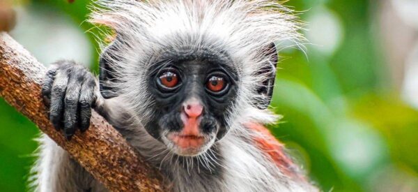 Red Colobus Monkey im Jozani Forest