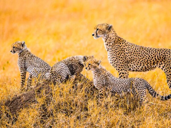 Geparden Familie in der Serengeti