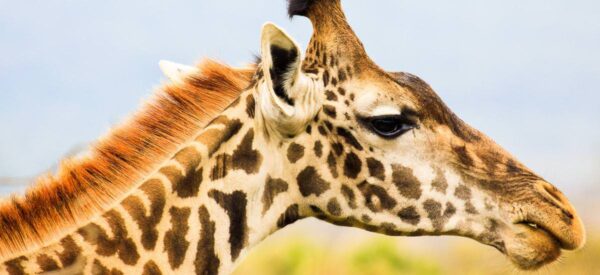 Giraffe im Arusha Nationalpark