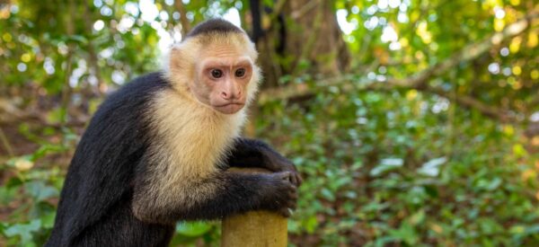 Affe im Nationalpark Manuel Antonio