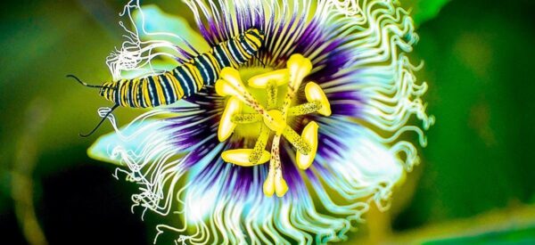 Passionsblume