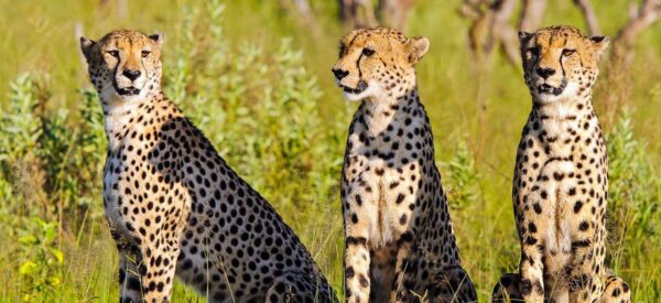 15 Tage Erlebnisreise Botswana, Simbabwe und Namibia 2025 / 2026  | Erlebnisrundreisen.de