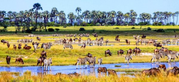 Botswana, Simbabwe und Namibia Erlebnisreise mit höchstens 12 Gästen 2025 / 2026 | Erlebnisrundreisen.de