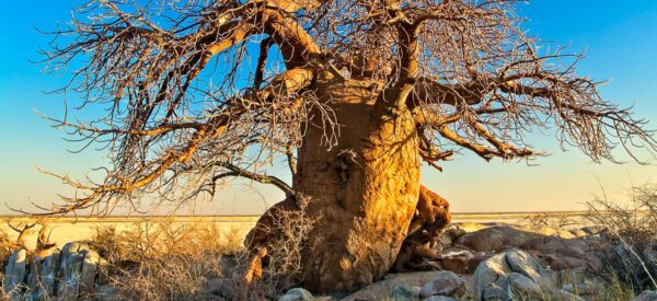 15 Tage Erlebnisreise Afrika Botswana, Simbabwe & Namibia 2025 / 2026 | Erlebnisrundreisen.de