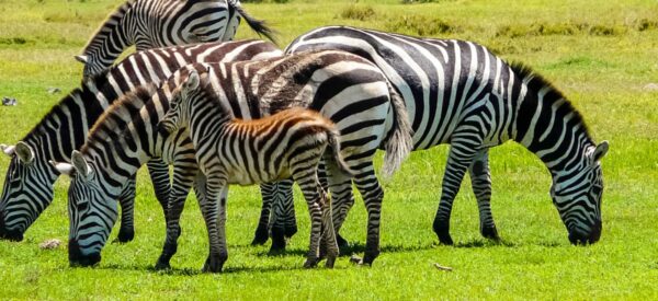 Zebrafamilie