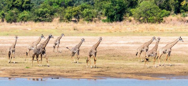 Giraffen am Luangwa River