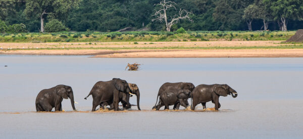 AF-MAL-T-Luangwa River-1282