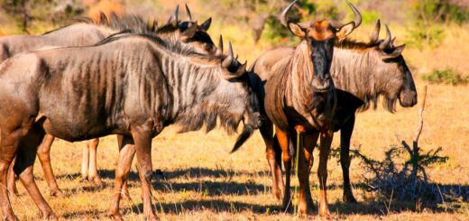 Rundreise Südafrika 2025 / 2026 | Erlebnisrundreisen.de